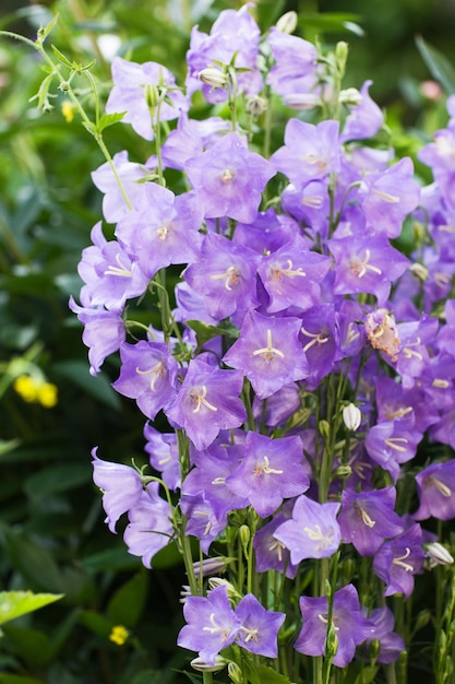 Premium Photo | Bellflower, campanula carpatica, in garden