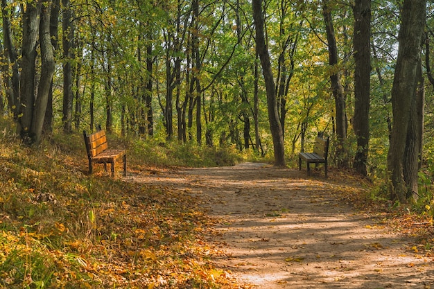 Парк Осень Скамейки Фото