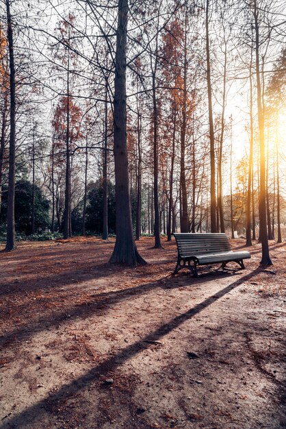 Benches In Parks Green Lawns Photo Premium Download