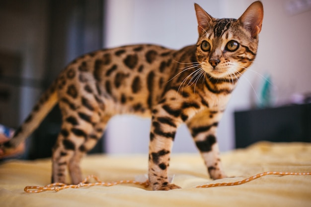 A Bengal cat stands on a yellow bed. | Photo: Freepik