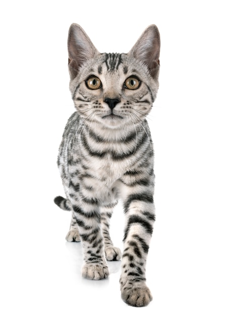bengal gray cat