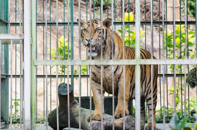 premium-photo-bengal-tiger-in-captivity