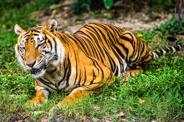 Premium Photo | Bengal tiger in forest