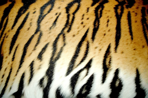 Premium Photo | Bengal tiger fur