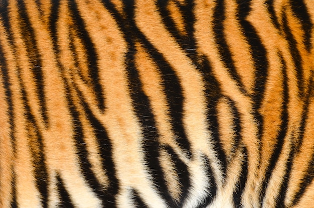 Premium Photo | Bengal tiger fur