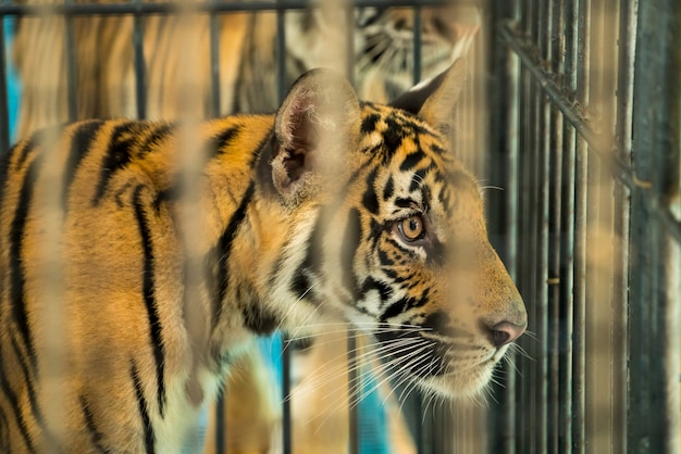 Premium Photo | Bengol tiger. - a close up look of bengol tiger in cage