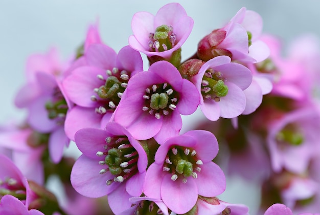 Premium Photo | Bergenia on a flower bed in the garden