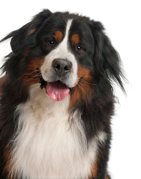 Premium Photo | Bernese mountain dog, 3 years old, in front of white wall