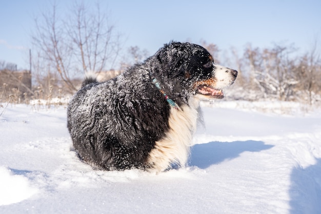 Premium Photo | Bernese mountain dog covered with snow walking through