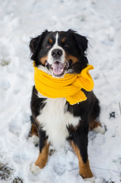 黄色いスカーフを身に着けている彼の顔に雪とバーニーズマウンテンドッグの頭 プレミアム写真