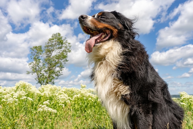 Premium Photo | Bernese mountain dog sitting on a green grass, tongue ...