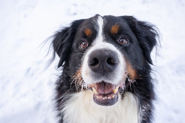 頭に雪が降るバーニーズ マウンテン ドッグ 冬の雪の降る天気で幸せな犬の散歩 プレミアム写真