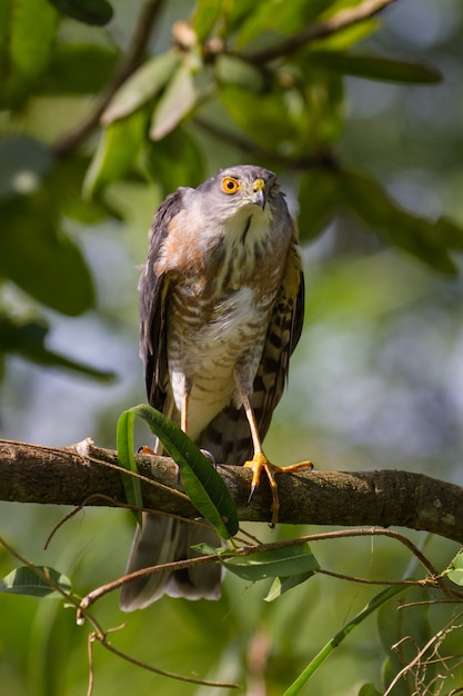 Premium Photo | Besra or little sparrow hawks