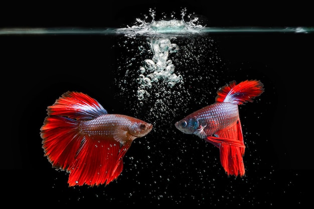 Premium Photo | Beta fish siamese fighting fish