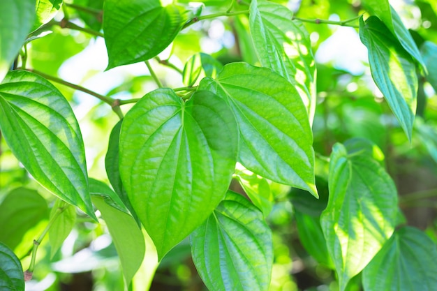 Premium Photo Betel Leaf Fresh Piper Betle