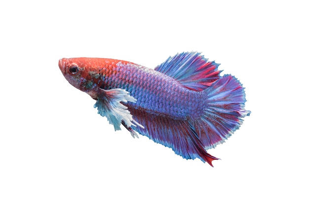 Featured image of post Pretty Fish White Background : Here is one of apple iphone 6s wallpaper with blue betta fish in white background that you can download to customize your iphone 6s.