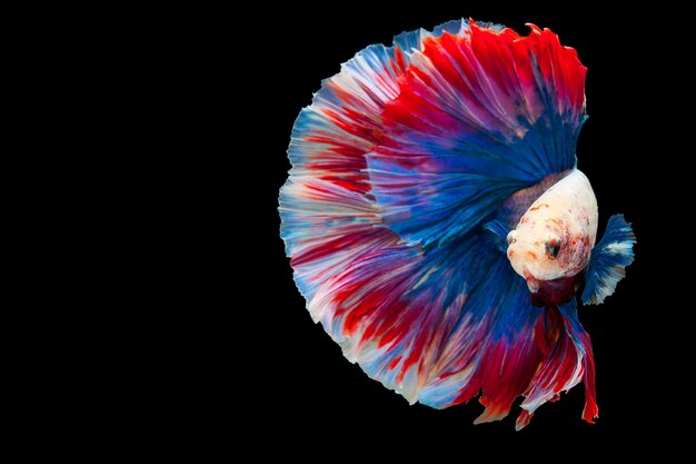betta-siamese-fighting-fish-thai-popular-aquarium-fish-red-white-blue-thailand-flag_48718-100.jpg