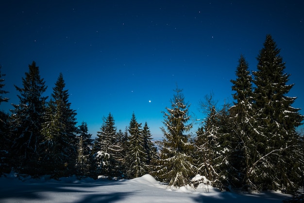 Premium Photo | Bewitching magical landscape of snowy tall fir trees in ...