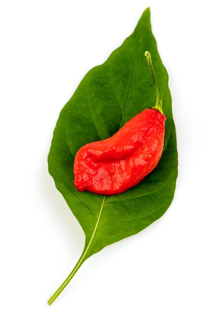 Premium Photo Bhut Jolokia Or Ghost Pepper Chilli Fruits Isolated On