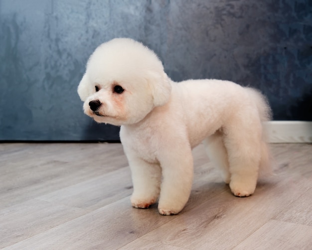 Premium Photo Bichon Frise Stands On All Fours On A Grey Background After Grooming In An Animal Salon