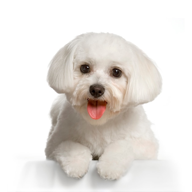 Premium Photo | Bichon maltais