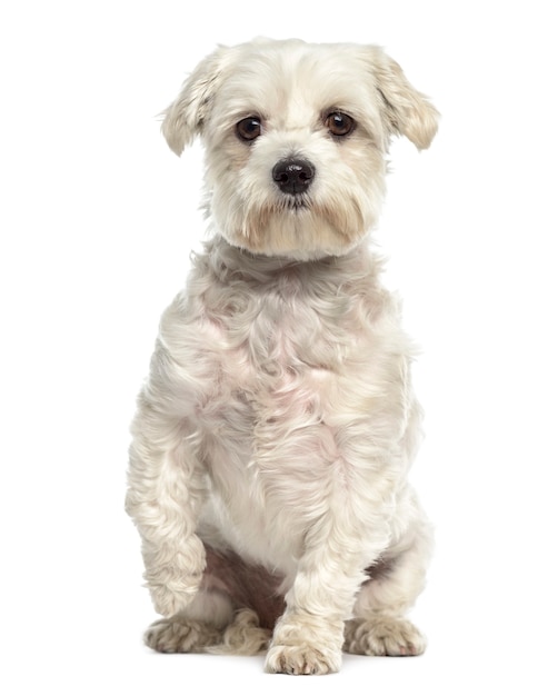 Premium Photo Bichon Maltese Dog Pawing Up Isolated On White