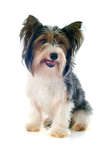 Premium Photo | Biewer yorkshire terrier