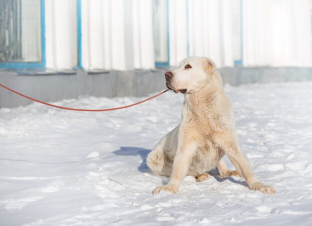 Алабай Собака Фото Взрослая В Полный