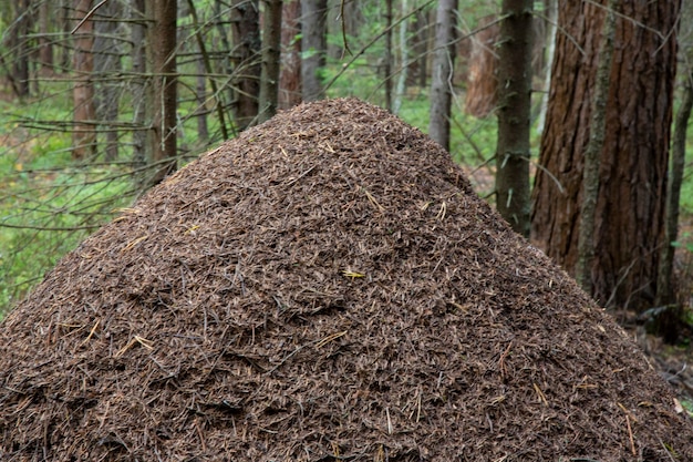 Premium Photo | Big anthill in the forest. huge house of ants in the ...