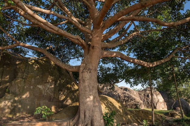 Big banyan tree in natural park, thailand Premium Photo