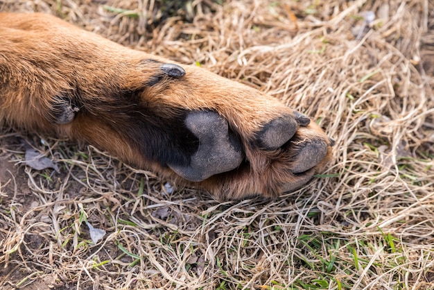 Premium Photo | Big beauceron dog paw close up background