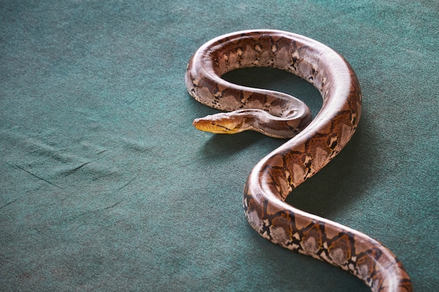 Premium Photo | Big beautiful python crawling on green carpet