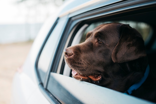 Premium Photo | Big black dog in car