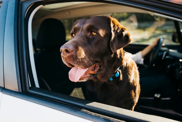 Premium Photo | Big black dog in car