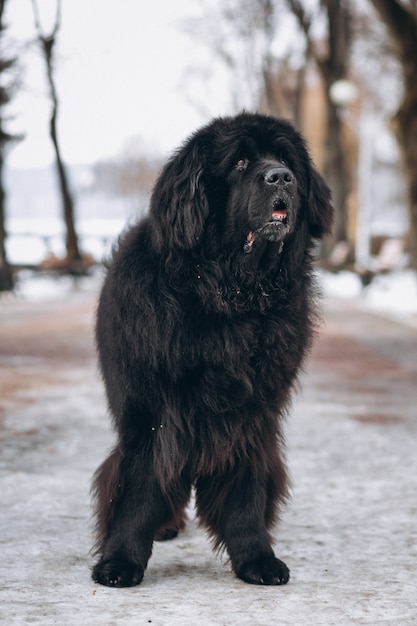 公園の外の大きな黒い犬 無料の写真