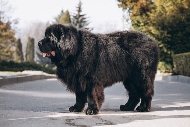 公園の外の大きな黒い犬 無料の写真