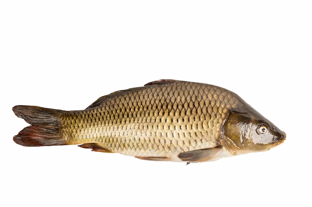 Premium Photo | Big carp fish isolated on white background.