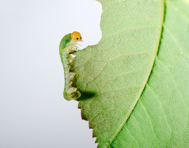 大きな毛虫が緑の葉を食べる プレミアム写真