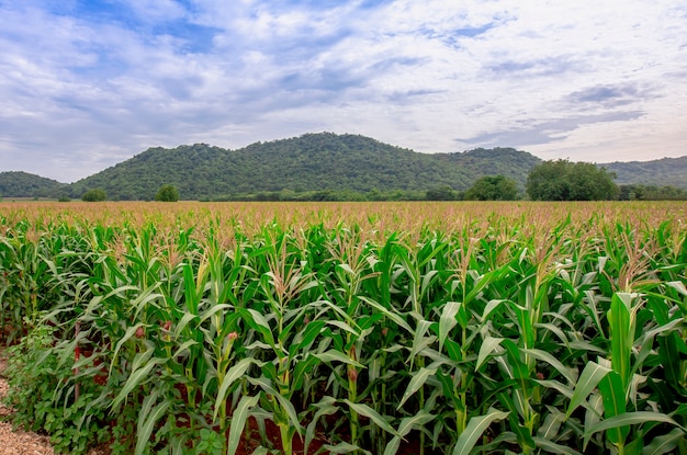 Premium Photo | Big corn field farm