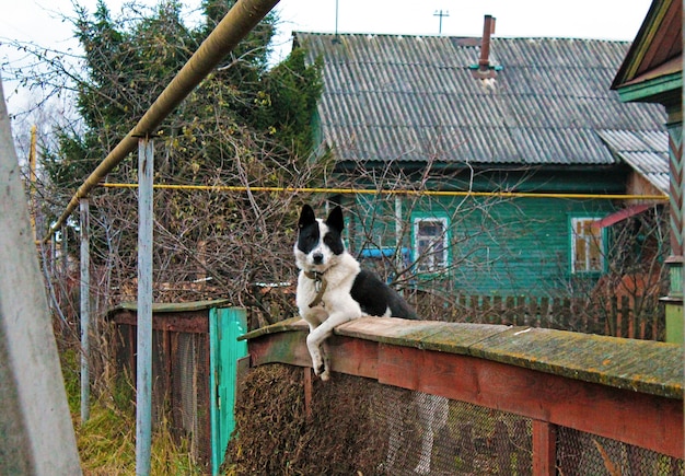 premium-photo-big-dog-sits-on-a-fence-in-the-village