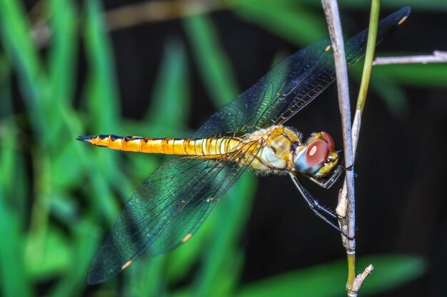 Premium Photo | Big dragonfly on stick bamboo in forest at thailand