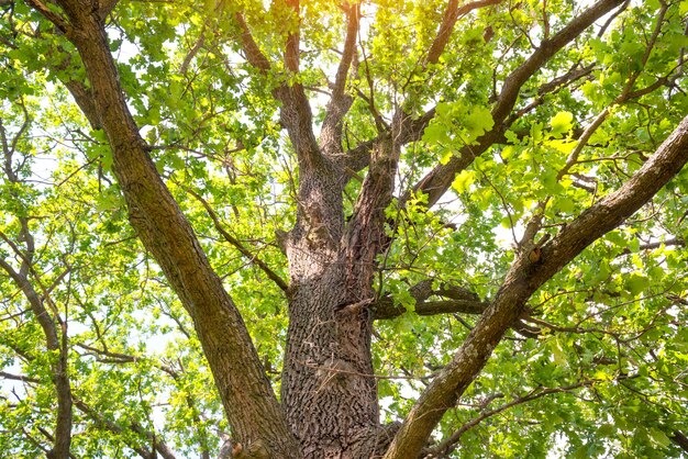 Premium Photo Big Green Oak Tree With Braches And Leaves