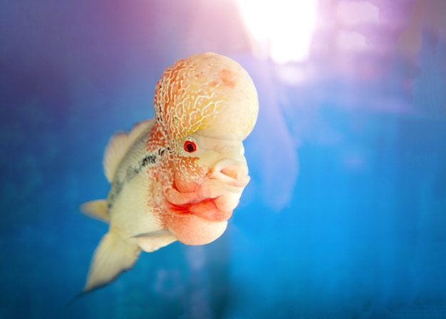 Premium Photo | Big head fish in aquarium.