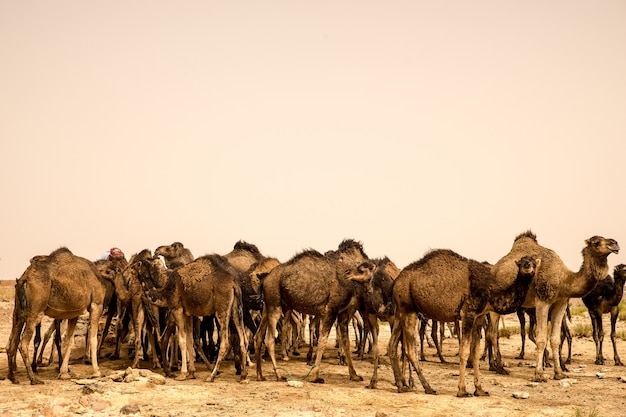 Free Photo | Big herd of camels standing on the sandy ground of a desert