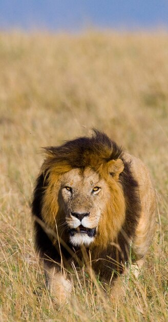 ゴージャスなたてがみを持つ大きな雄のライオンがサバンナに行きます 国立公園 ケニア タンザニア マサイマラ セレンゲティ プレミアム写真