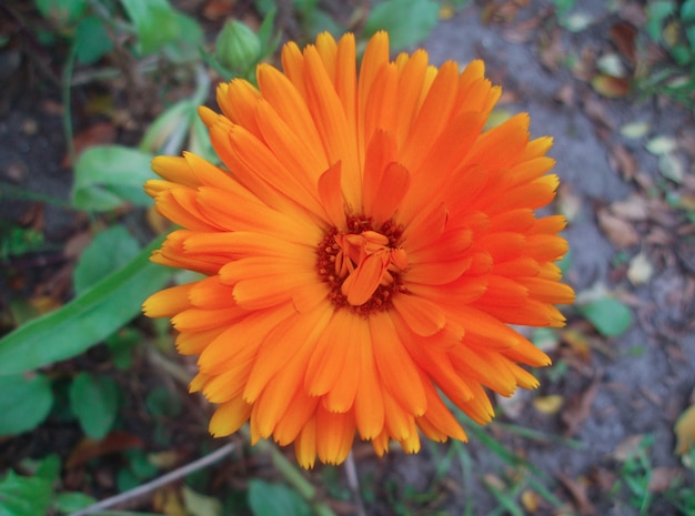 Premium Photo | Big orange flower calendula on a soil background