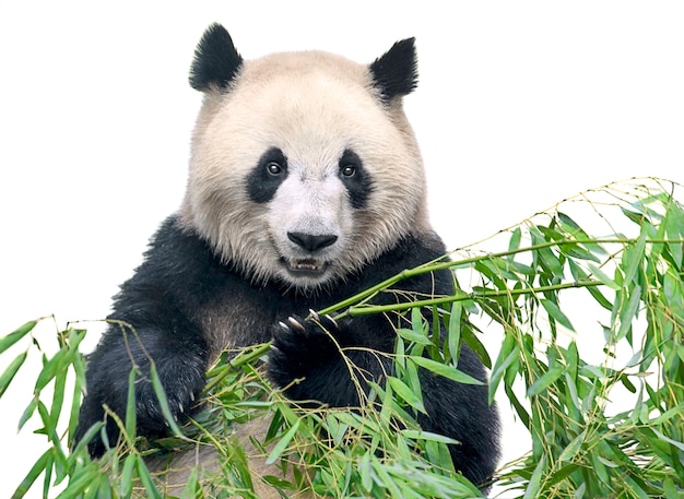 premium-photo-big-panda-eating-bamboo-leaves-isolated-on-white-background