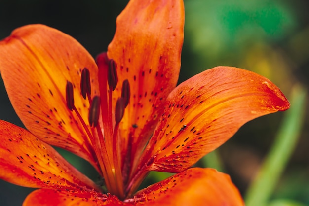 大きな雌しべとマクロで咲く花のおしべ 美しい赤オレンジ色のユリのクローズアップ Copyspaceの植物のカラフルな自然 鮮やかな花びらを持つ素晴らしいヨーロッパの花 香水の花 プレミアム写真