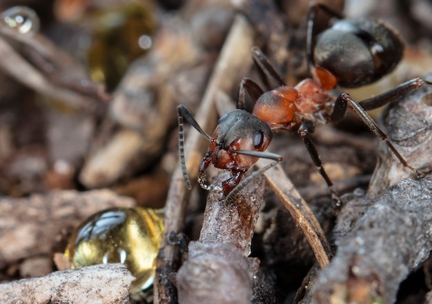 Premium Photo | Big red forest ant in natural habitat