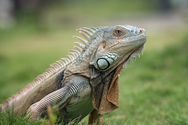 Premium Photo | Big red iguana walking on the grass